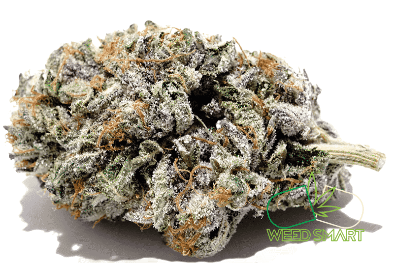 weedsmart_image_El Jefe Indica medical marijaua