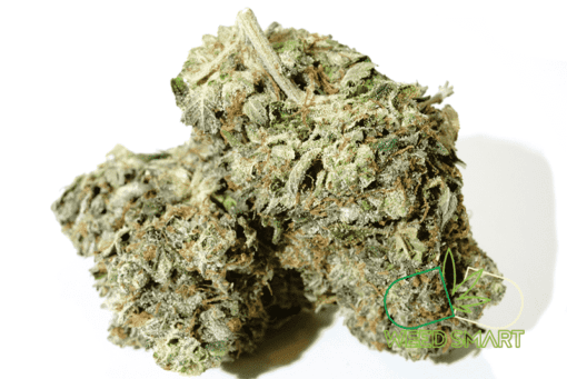 weedsmart_image_Gold Coast Pink Kush strain