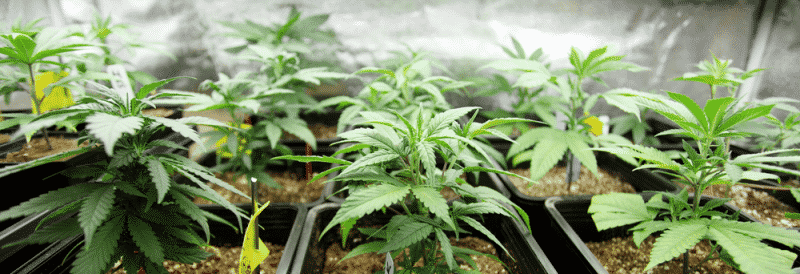 Marijuana Growing Laws