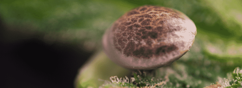 Marijuana Seed Prices Canada