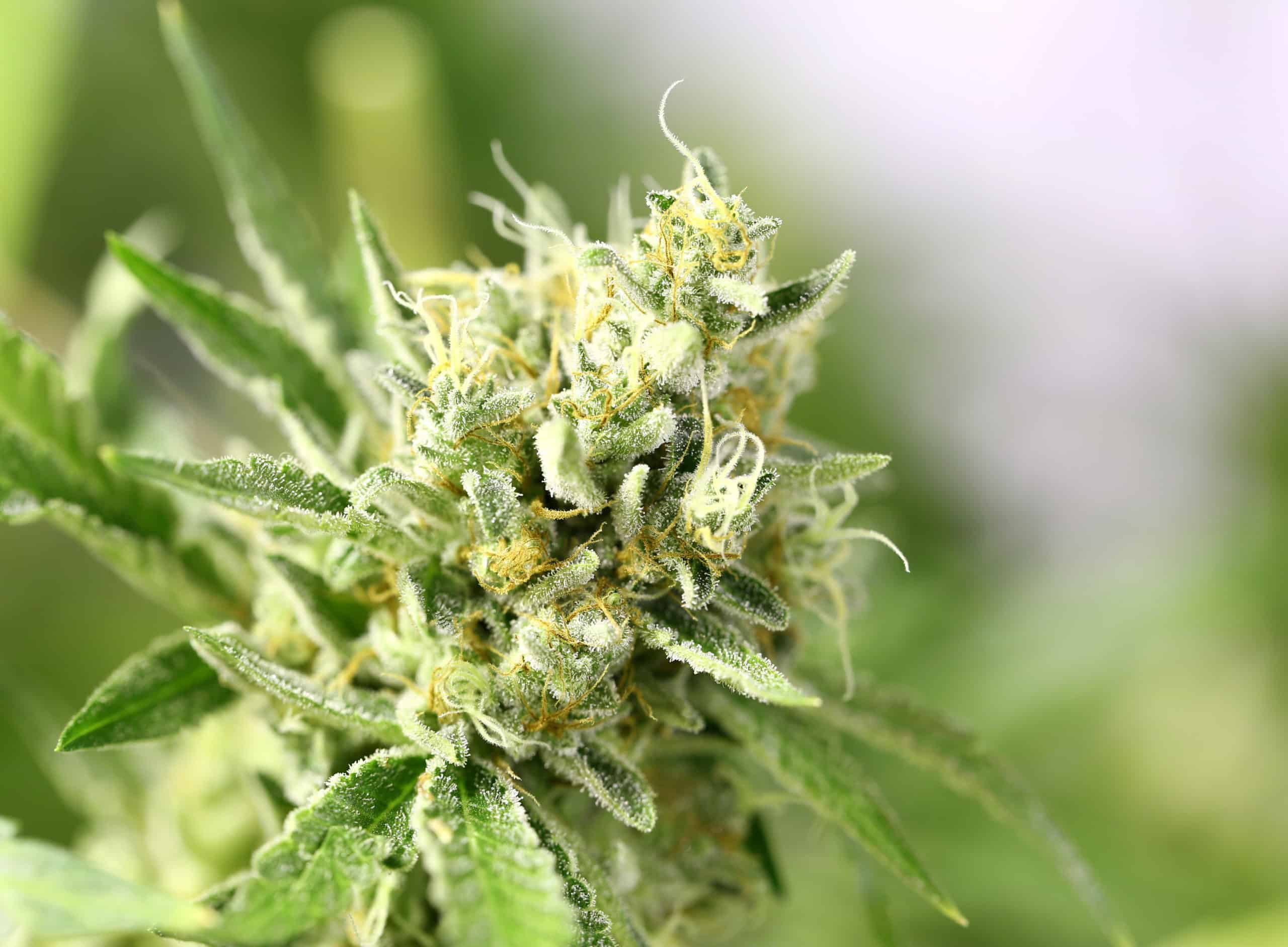 weedsmart_image_The best Indica strains to help you sleep