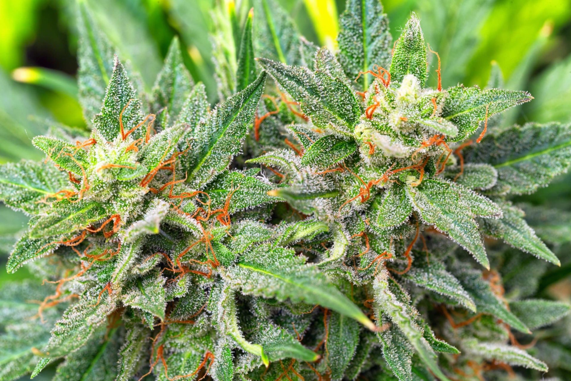 weedsmart_image_Rare Strains-weedsmart