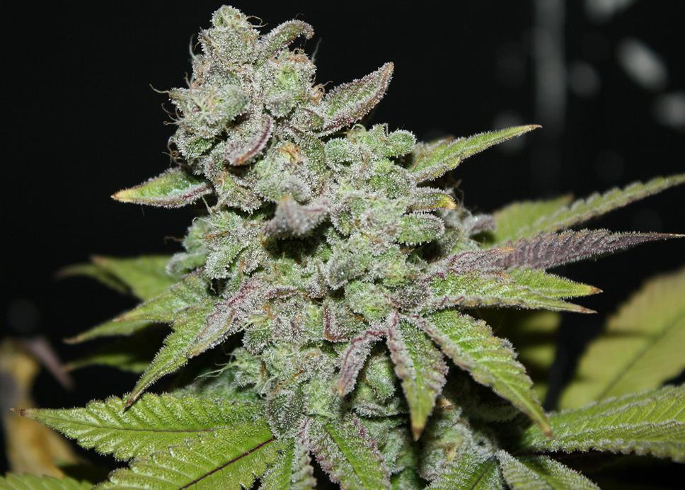 afgoo-weedsmart