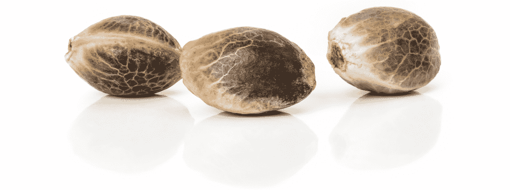 Canada Marijuana Seeds