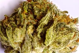 weedsmartgreengoddess