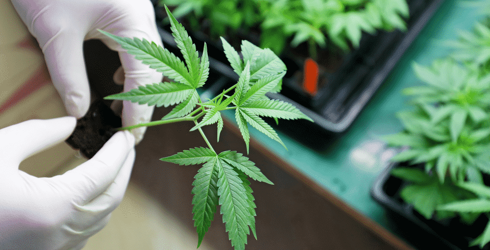 weedsmart_image_growing marijuana canada