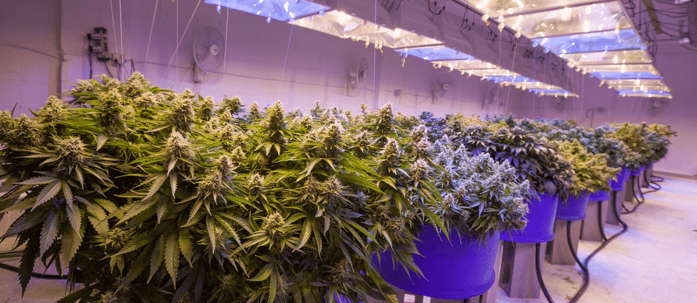 Indoor Marijuana Growing Canada