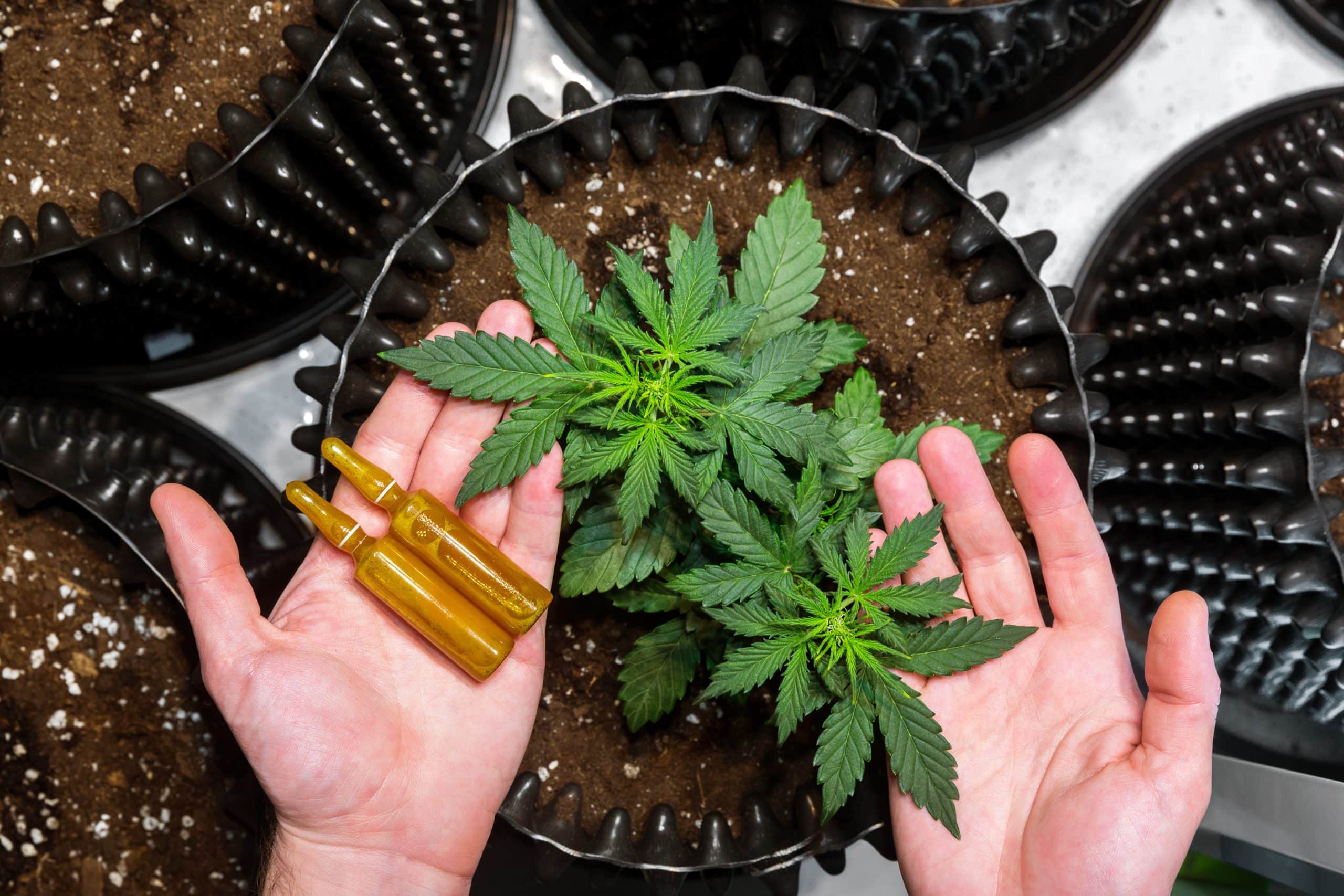 weedsmart_image_marijuana plant weedsmart