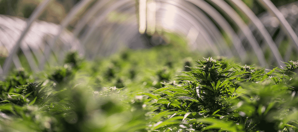 Outdoor Grow Marijuana