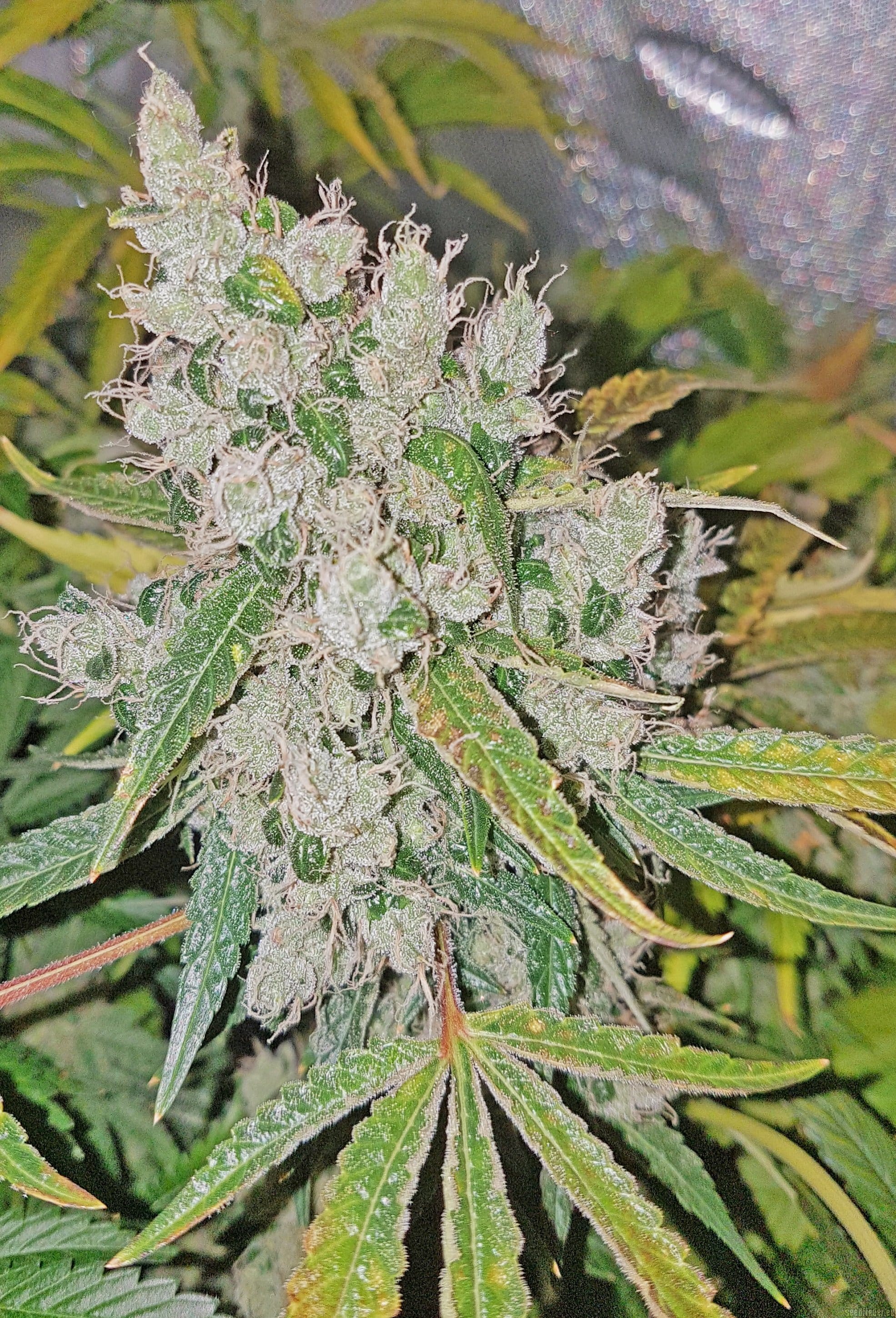 pineapplechuck