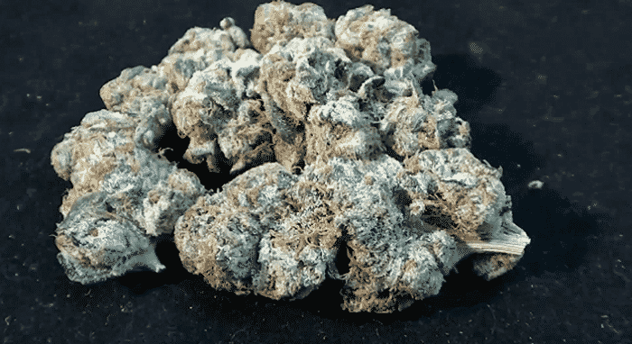 Girl Scout Cookies