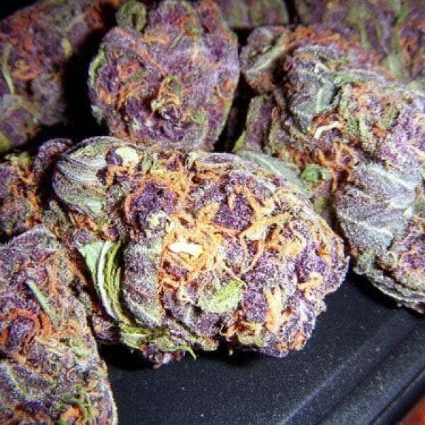 Granddaddy Purple
