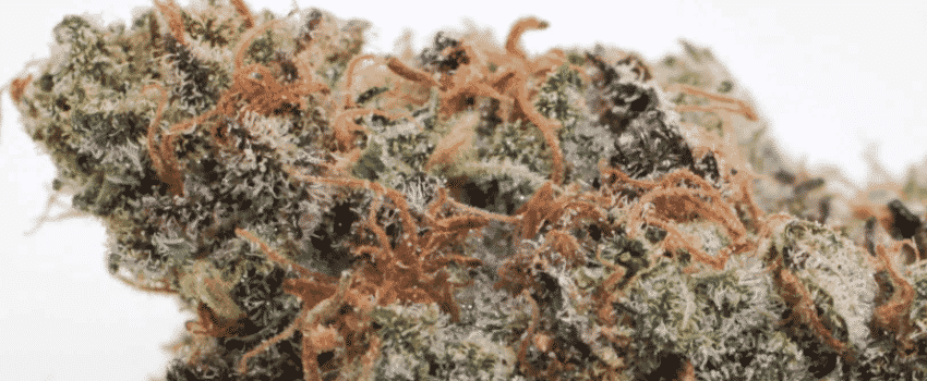 caviarweed-weedsmart