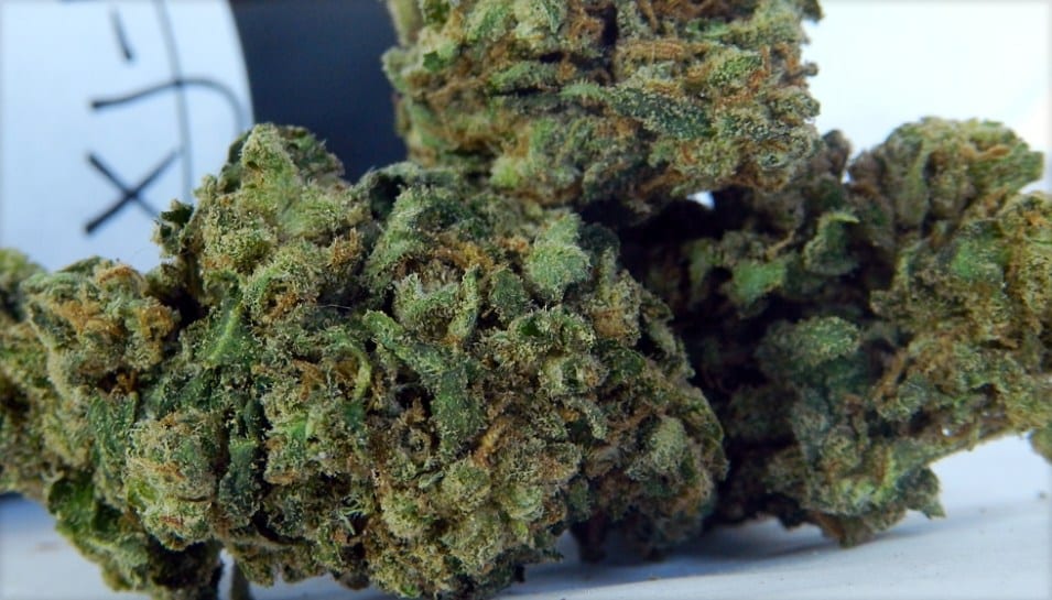 weedmsart-xj13