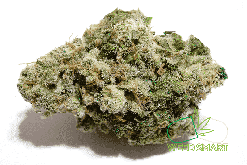 Amnesia Haze