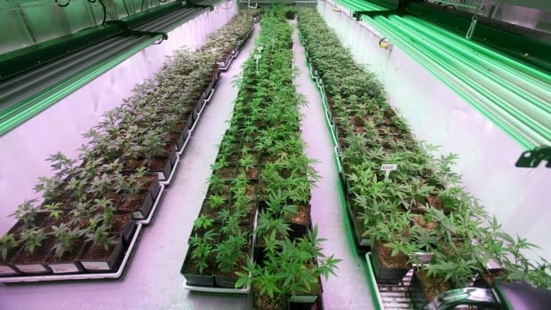 Cannabis
