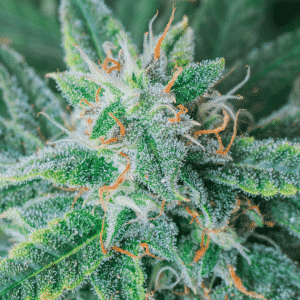 Blue Dream Marijuana