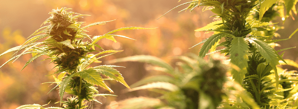 grow weed outdoors