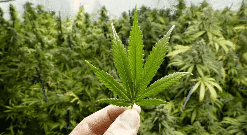 weedsmart_image_how to grow weed