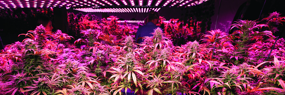 indoor marijuana grow