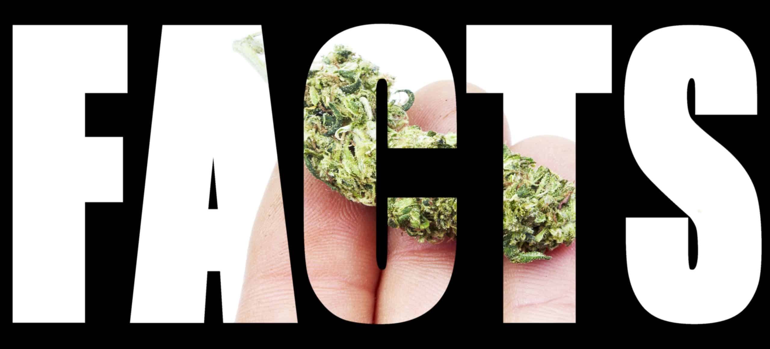 weedsmart_image_marijuana facts
