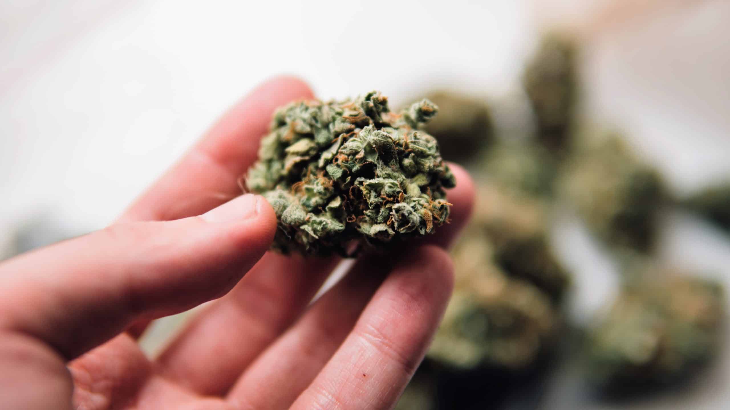 weedsmart_image_marijuana weedsmart