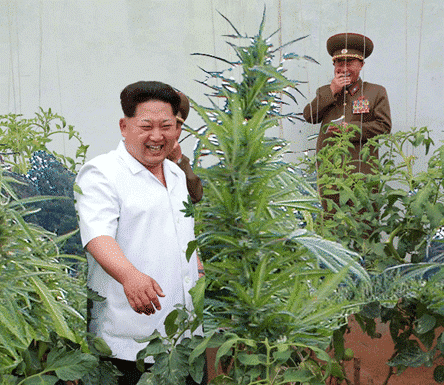 North Korea and Weed