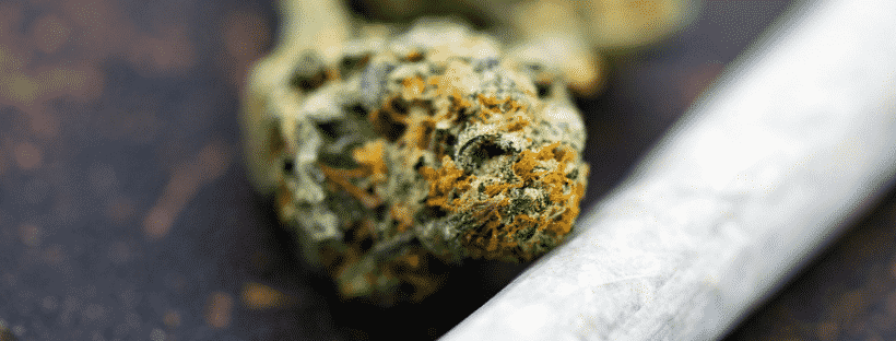 Best Weed Strains to Try