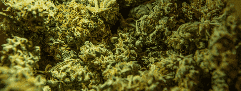 Weed Strains You Must Try