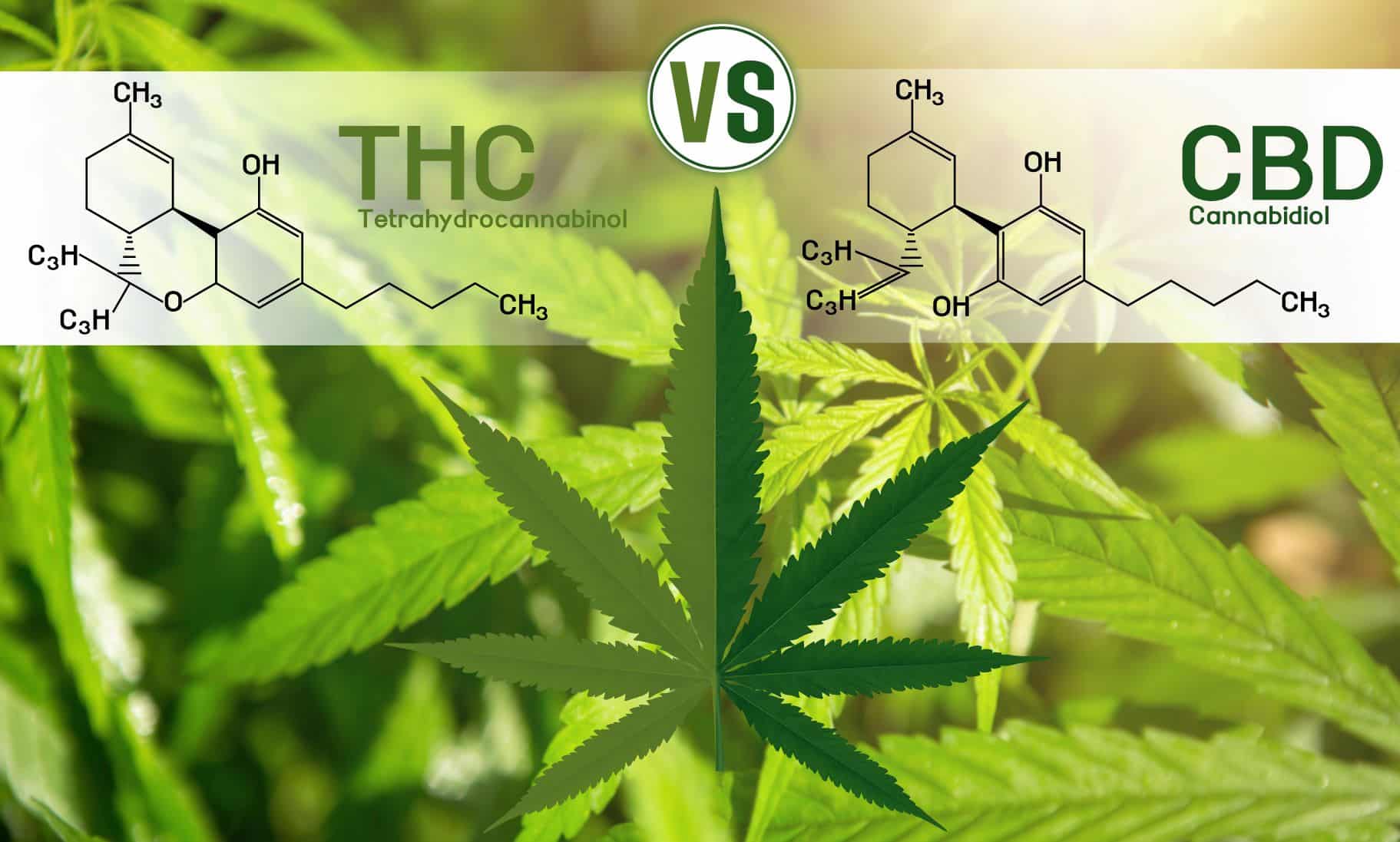 weedsmart_image_cbd vs thc weedsmart3