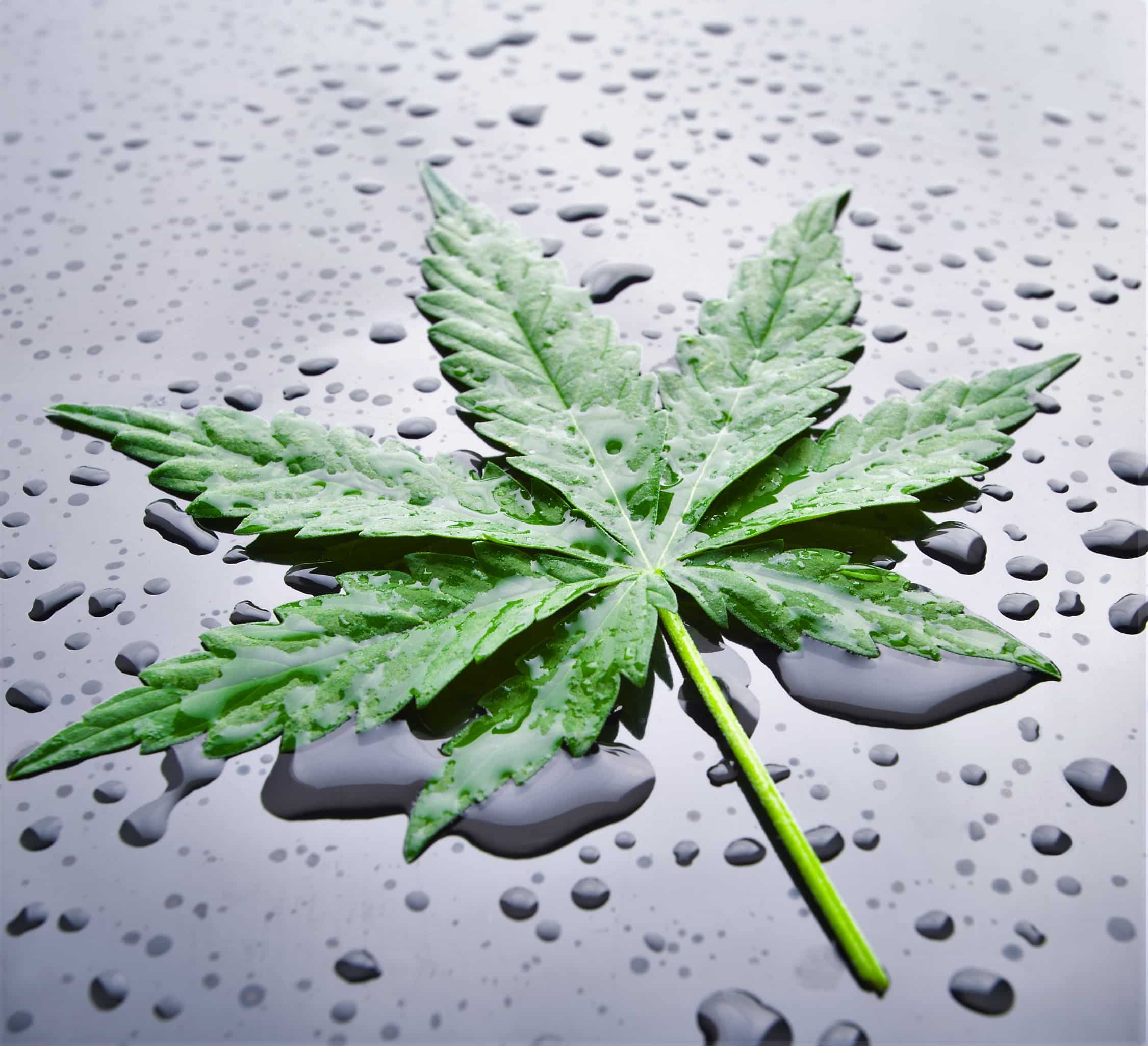 CBD Water Weedsmart