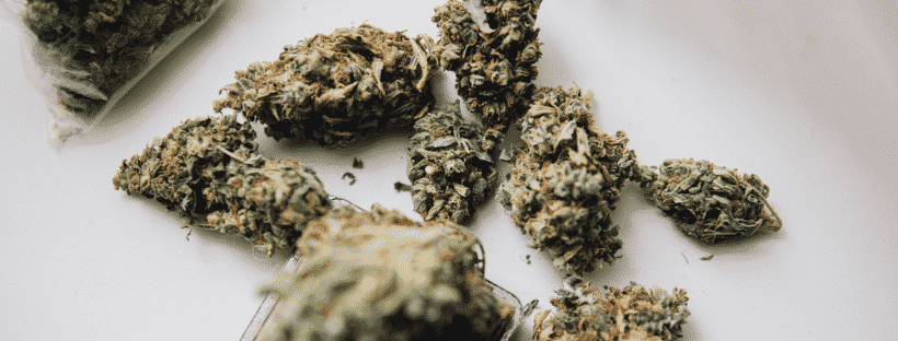 Golden Goat Strain