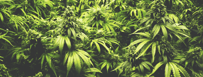 Uses of Marijuana