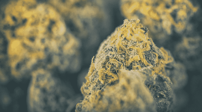 weedsmart_image_Violator Kush Review