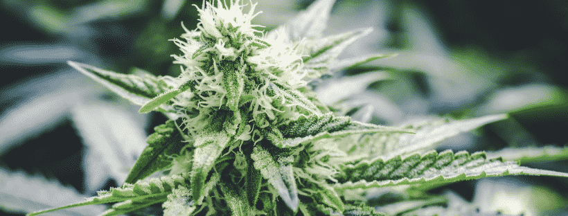 Benefits of Terpenes