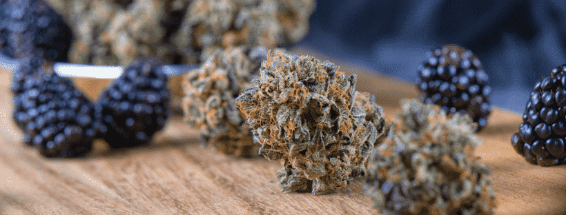 Terpenes Found in Cannabis