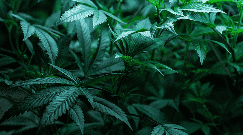 weedsmart_image_What are Tarpenes