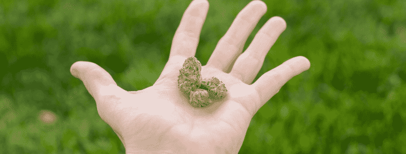 Alternative Strains to Ghost Train Haze