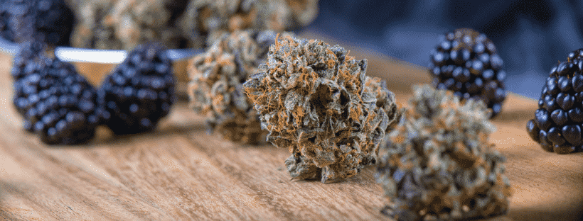 Angel OG Taste
