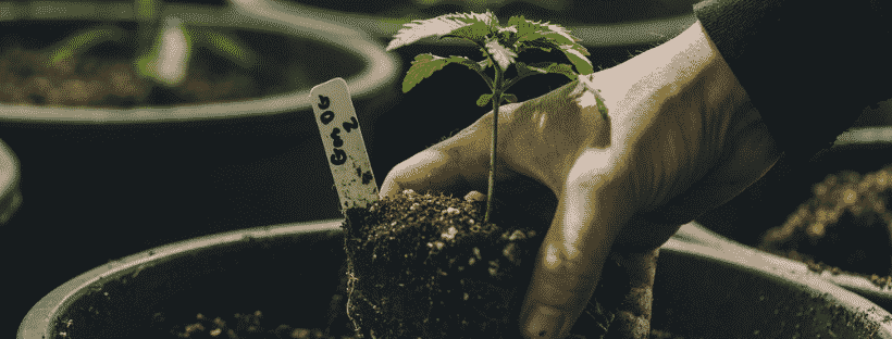 Cannabis Growing Laws in Canada