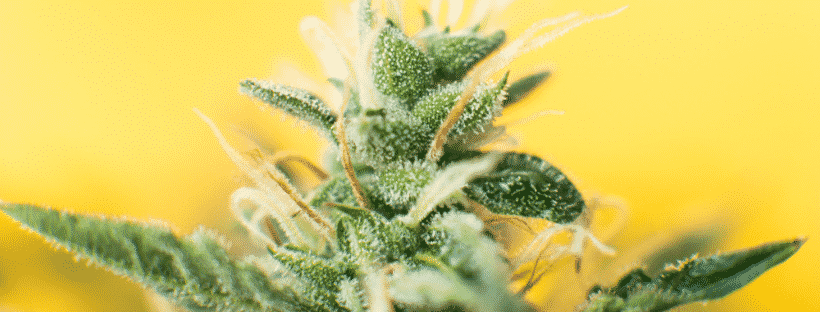 Differences Between Indica and Sativa Cannabis