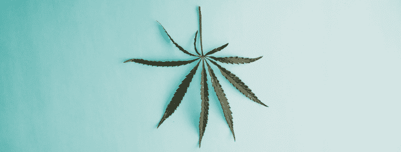Hemp vs Marijuana Difference