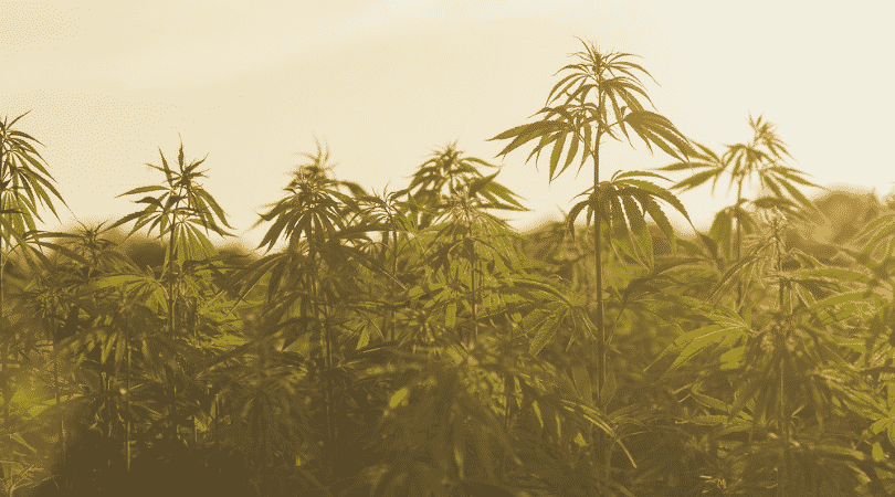 weedsmart_image_Hemp vs Marijuana