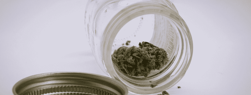 Jack Herer Strain