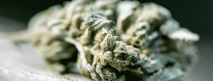 Super Lemon Haze Strain