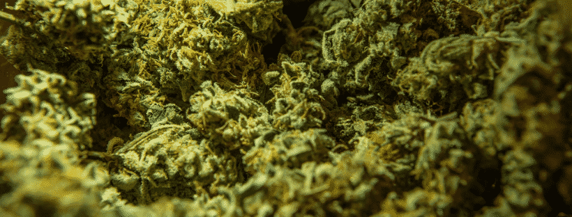 What is Marijuana