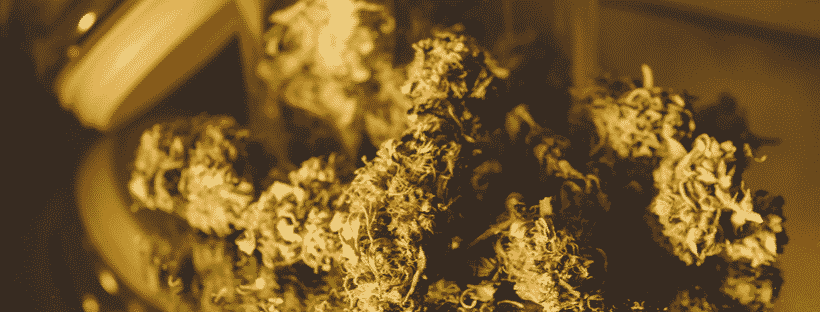 Alternative Strains To Alien OG