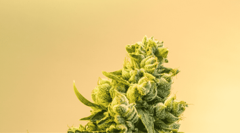 weedsmart_image_Everything You Need to Know About Cannabis Sativa