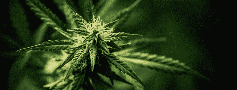 Growing Cannabis Sativa