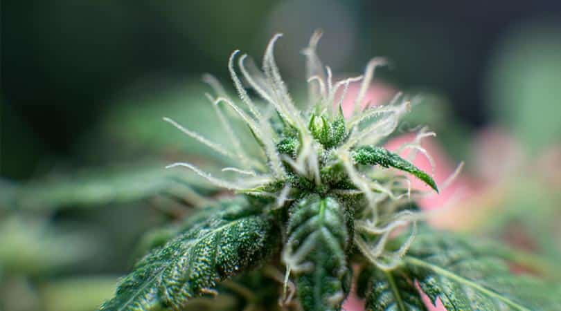 weedsmart_image_Indica vs Sativa 1